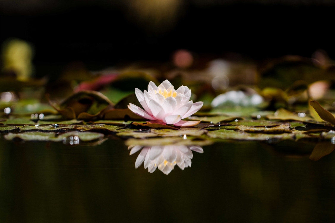 Lotus-pond